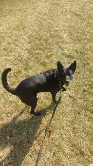 Oddam pieska w dobre ręce - 3