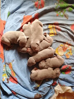 szczeniaka ogara rasy weimaraner gładkowłosy - 3