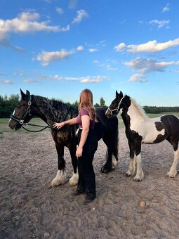 Tinker źrebak ogierek - 3