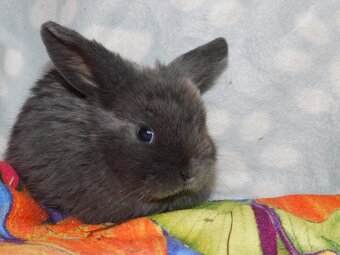 Piękne baranki mini lop - 3