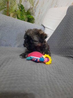 Hawanczyk z rodowodem - 3