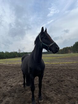 Klacz 3/4 Fryza Kalipso - 3