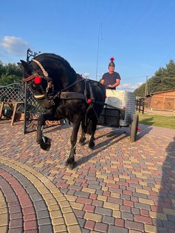 Klacz Fryzyjska Ylena - 3