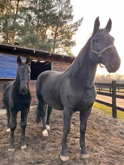 Polski Koń Sportowy Klacz Frezja - 3