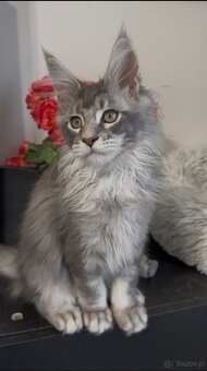 Maine Coon kocurki na sprzedaż - 3
