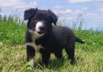 BORDER COLLIE z Hodowli - Rasowy pies z pełną dok. - 3