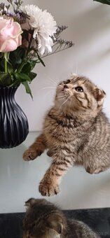 Sprzedam koty rasowe. SCOTTISH FOLD.I czarna kotka brytyjka - 3