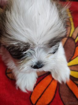 Piesek shih-tzu - 3