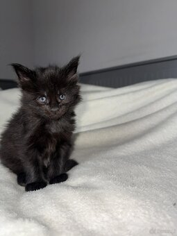 Rezerwacja kotki Maine coon - 3