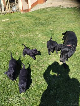 Labrador retriever - 3