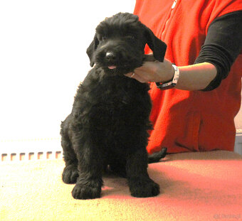 Sznaucer olbrzym, piesek z rodowodem - 3