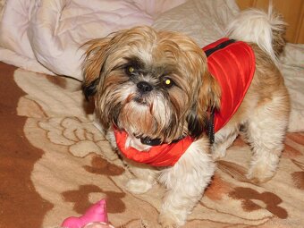 Cudna sunia Shih tzu Diana - 3
