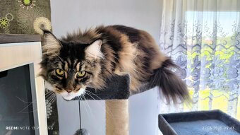 Maine coon kotka, drapak, kuweta, klatka - 3