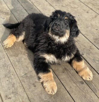 Oferta szczeniąt rasy Hovawart z rodowodem - szczenięta - 3