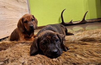 Szczeniaki Posokowiec Hanowerski - 3