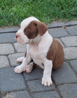 Szczeniaki AMERICAN BULLY - 3