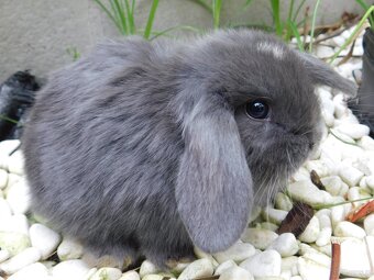 Cudowne baranki mini lop - 3