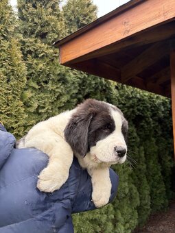 Owczarek środkowoazjatycki alabai - 3