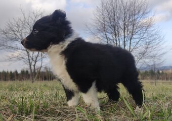 Piękna Rasowa Suczka Border Collie, szczenię z pełną dok. - 3