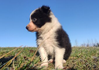 Piękna Rasowa Suczka Border Collie, szczenię z pełną dok. - 3