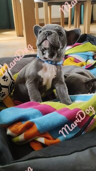 Buldog francuski BLUE niebieski szczeniak pies suka - 3