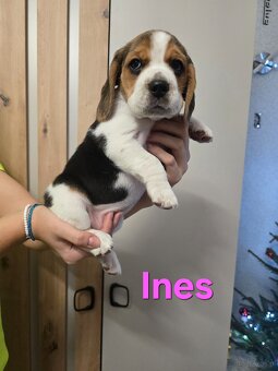 Szczenięta rasy Beagle Tricolor - 3