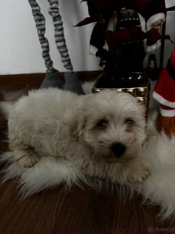 Szczeniaki – mix West Highland White - 3