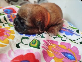 Sunia Shih Tzu z rodowodem - 3