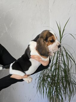 Szczenięta rasy Beagle Tricolor - 3