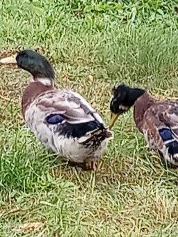 Sprzedam gęsi oraz kaczki - 3