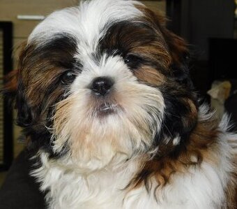 Piękna sunia shih tzu Diana - 3
