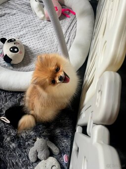 Pomeranian, szpic miniaturowy - suczka ORANGE - 3