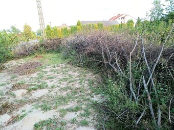 Oddam za darmo na zrębki lub opał gałęzie - 3