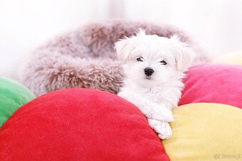 Maltańczyk szczenię boy - 3