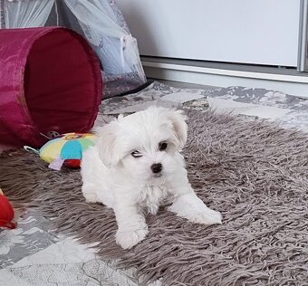 Maltańczyk suczka  szczenię - 3