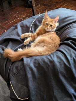 Maine coon pp - 3