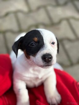 Jack russell terrier - 3