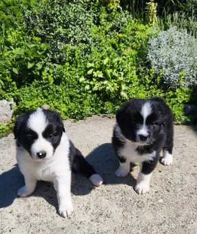 Szczeniaki border collie - 3
