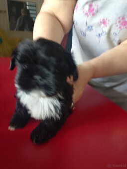 Sprzedam psy rasy Shih Tzu - 3