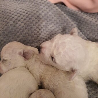 Szczeniaczki Bichon Frise - 3