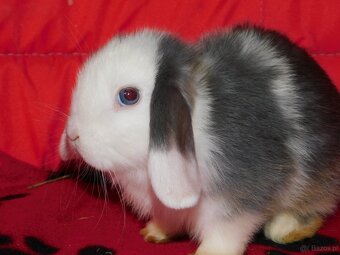 Samiczka niebiesko- biała mini lop - 3