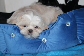 Shih Tzu - 3