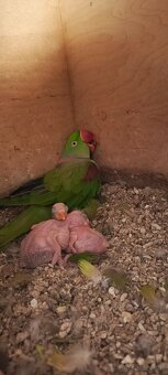 Aleksandretty Wielkie - Para lęgowa - 3