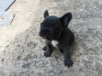 Buldog francuski blue - 3