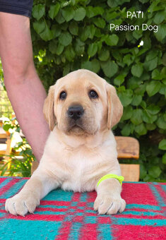 Labrador biszkoptowe szczenięta FCI - 3