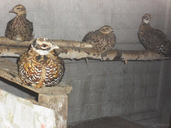 sprzedam  młode bażanty - 3