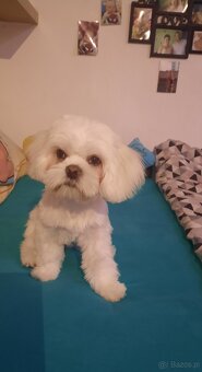 Maltanczyk + shih tzu piesek - 3