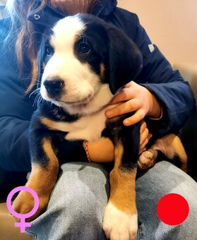 Duży Szwajcarski Pies Pasterski - 3