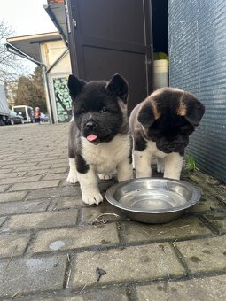 Sprzedam Szczeniaki Akity Amerykańskiej - 3