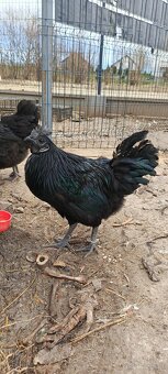 Ayam Cemani - 3